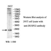 DUSP22 Antibody