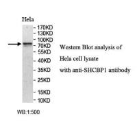 SHCBP1 Antibody