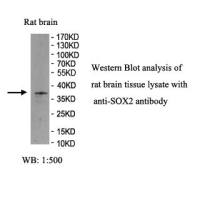 SOX2 Antibody