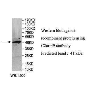 C2orf49 Antibody