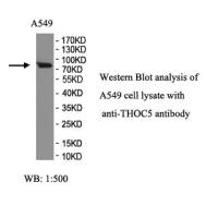 THOC5 Antibody