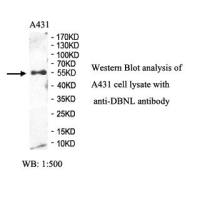 DBNL Antibody