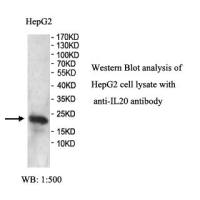 IL20 Antibody