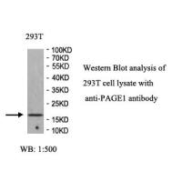 PAGE1 Antibody