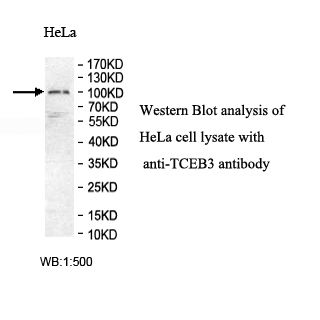 TCEB3 Antibody