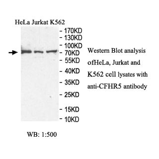 CFHR5 Antibody