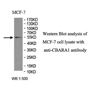 CBARA1 Antibody