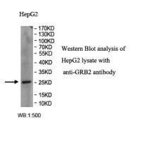 GRB2 Antibody