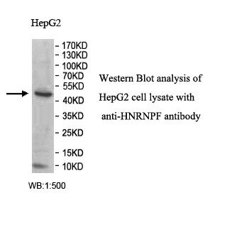 HNRNPF Antibody