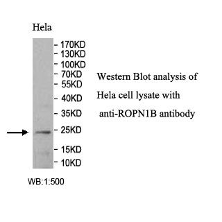 ROPN1B Antibody