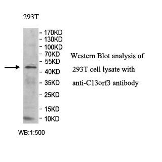 C13orf3 Antibody