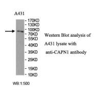 CAPN1 Antibody