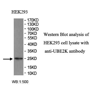 UBE2K Antibody