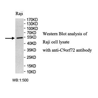 C9orf72 Antibody