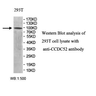 CCDC52 Antibody