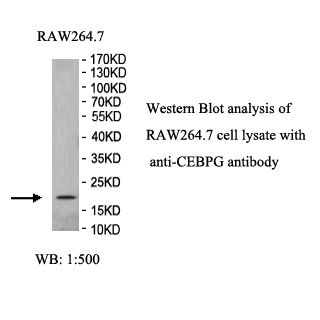 CEBPG Antibody
