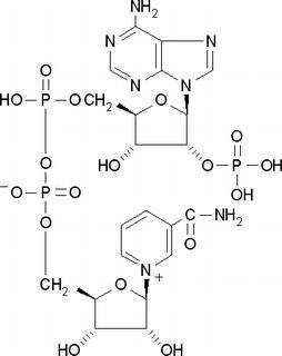 53-59-8/	 氧化型辅酶Ⅱ自由酸,BR，90%，自由酸