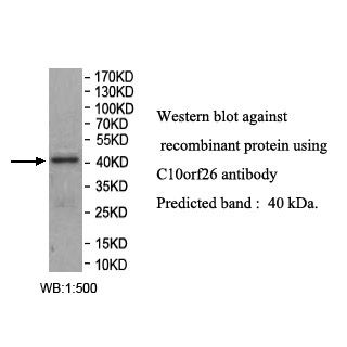 C10orf26 Antibody