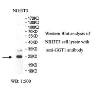 GGT1 Antibody