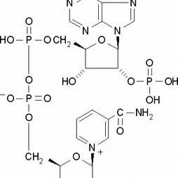 53-59-8/ 氧化型辅酶Ⅱ自由酸,BR，90%，自由酸