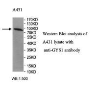 GYS1 Antibody