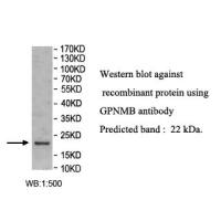 GPNMB Antibody