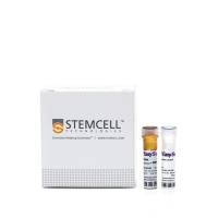 EasySep™人CD8 T细胞分选试剂盒