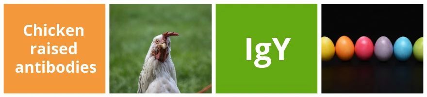 IgY与IgG的区别？鸡属抗体IgY的优势你知道吗