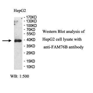 FAM76B Antibody