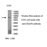 CKAP2 Antibody