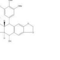鬼臼毒素518-28-5厂家