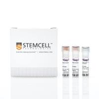 EasySep™人Naïve CD8+ T细胞分选试剂盒