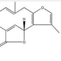 异乌药内酯957-66-4厂家