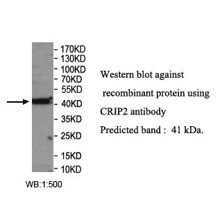 CRIP2 Antibody
