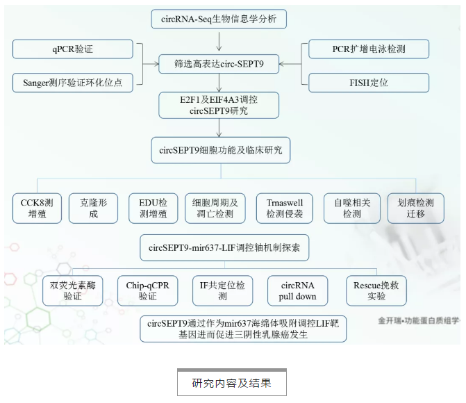 【客户文献解读】IF=15+重庆医科大学陈教授课题组发现circSEPT9可作为TNBC潜在的生物标志物和治疗靶点