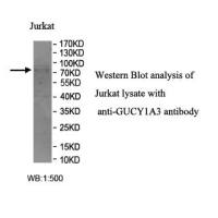 GUCY1A3 Antibody