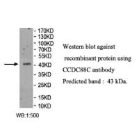 CCDC88C Antibody