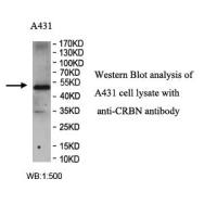 CRBN Antibody