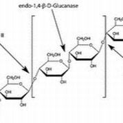 9001-22-3/ β-葡萄糖苷酶,生物技术级，6u/mg，杏仁
