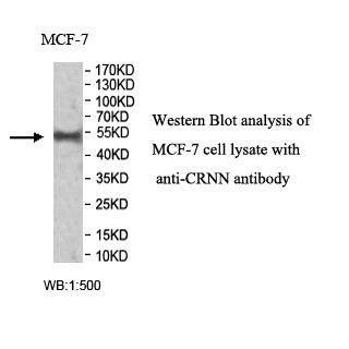 CRNN Antibody