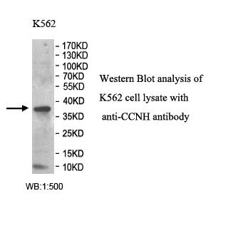 CCNH Antibody