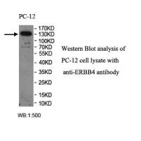 ERBB4 Antibody