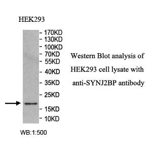SYNJ2BP Antibody