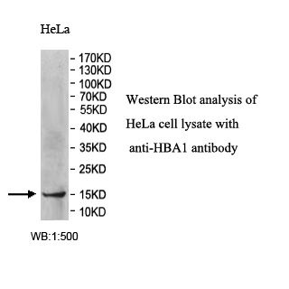 HBA1 Antibody