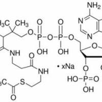 102029-73-2/	 乙酰辅酶A ,BR，93%