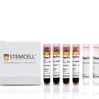 EasySep™Direct人CD8+T细胞分选试剂盒