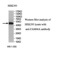 FAM46A Antibody
