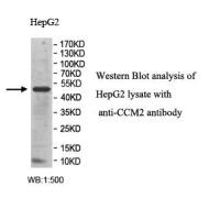 CCM2 Antibody