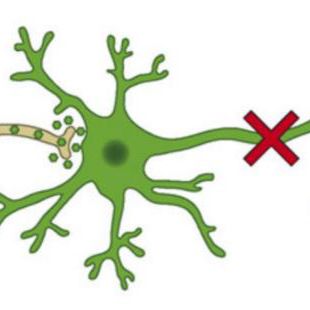 病毒载体与应用  神经结构环路研究  逆向跨多级标记系统