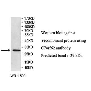 C6orf72 Antibody